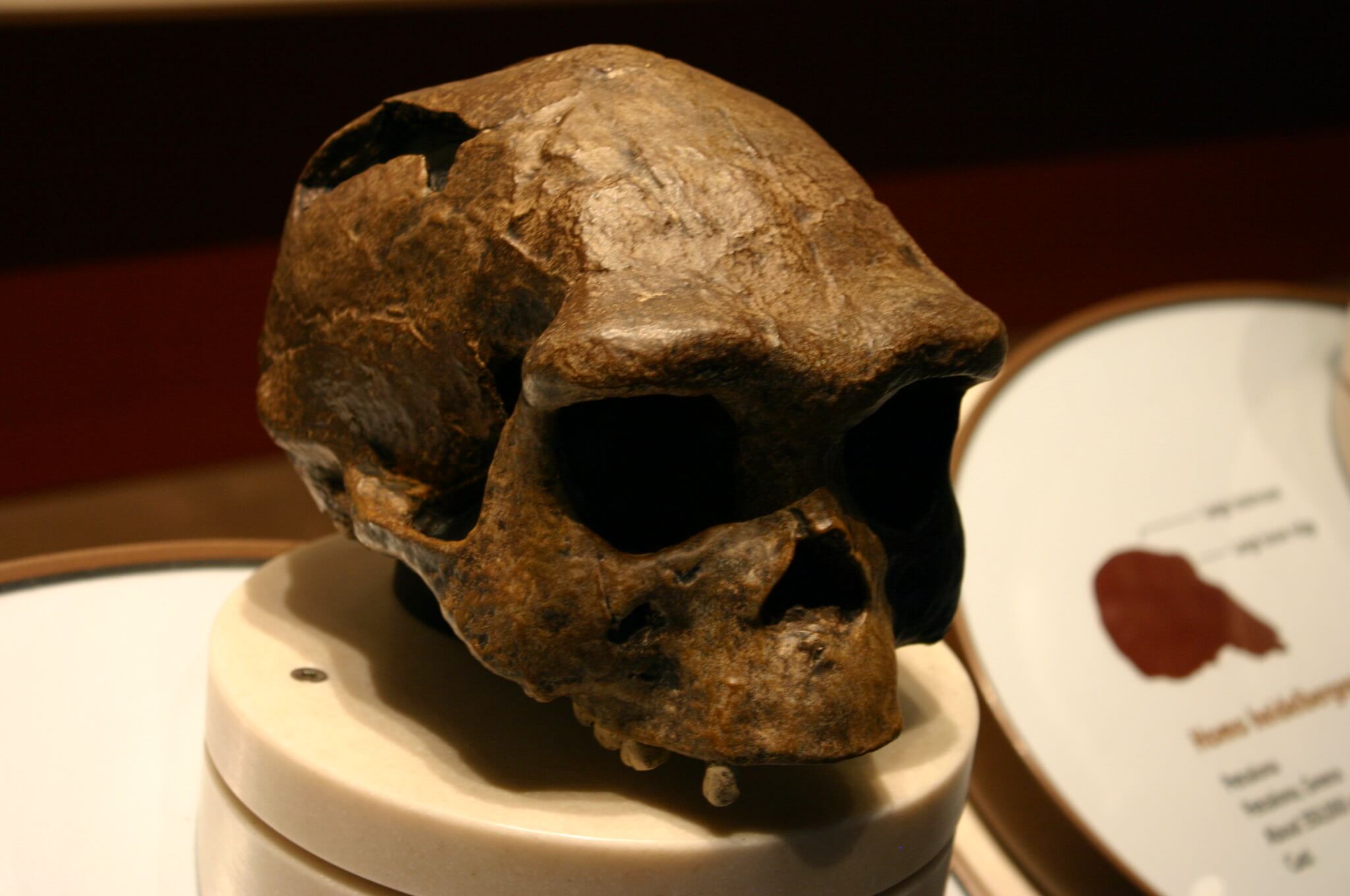The skeleton from the Sima de los Huesos cave has been assigned to an early human species known as Homo heidelbergensis. However, researchers say the skeletal structure is similar to that of Neanderthals – so much so that some say the Sima de los Huesos people were actually Neanderthals rather than representatives of Homo heidelbergensis. ©World History Encyclopaedia