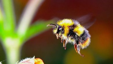 We Have The First Evidence of Bumble Bees Playing With Toys, And It's Utterly Adorable