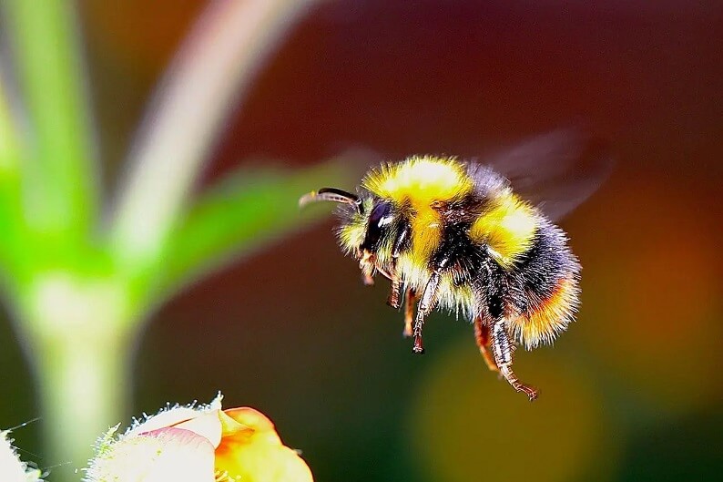 We Have The First Evidence of Bumble Bees Playing With Toys, And It's Utterly Adorable