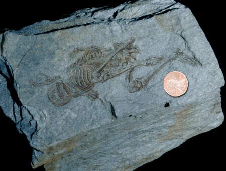 The first fossilized skeleton they found was less than a foot tall.