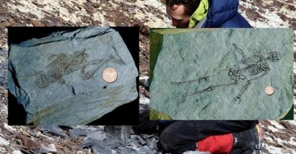 600 Million-Year-Old Fossils of Tiny Humanoids Found In Antarctica