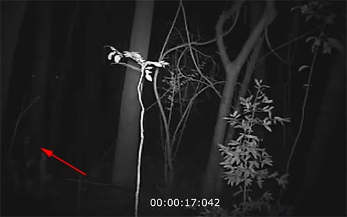 Tracking Camera In An Australian Forest Captured A “Grey Alien”