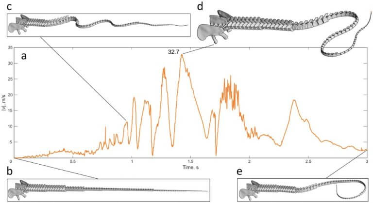 The velocity of the simulated tail tip as it moves. (Conti et al., Scientific Reports, 2022)