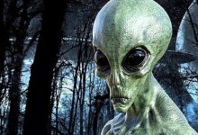 Tracking Camera In An Australian Forest Captured A “Grey Alien”