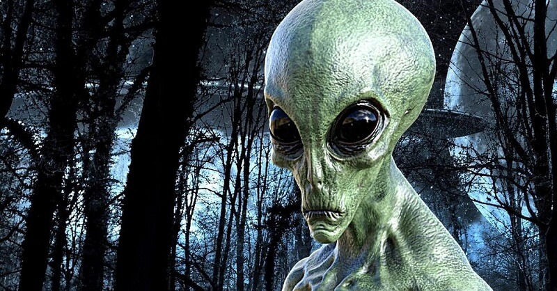 Tracking Camera In An Australian Forest Captured A “Grey Alien”