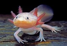 Axolotls Can Regenerate Their Brains
