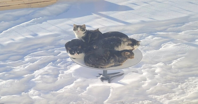 Elon Musk's Starlink Internet Dishes Are Attracting Cats