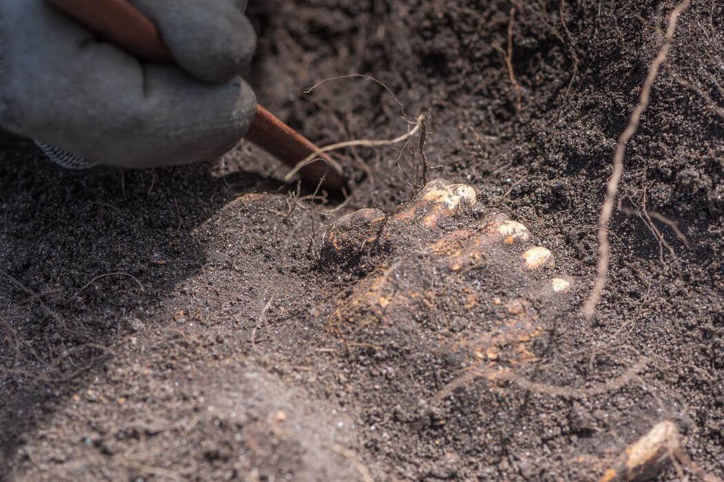 Human remains being excavated at Sandby borg. Photo: Daniel Lindskog