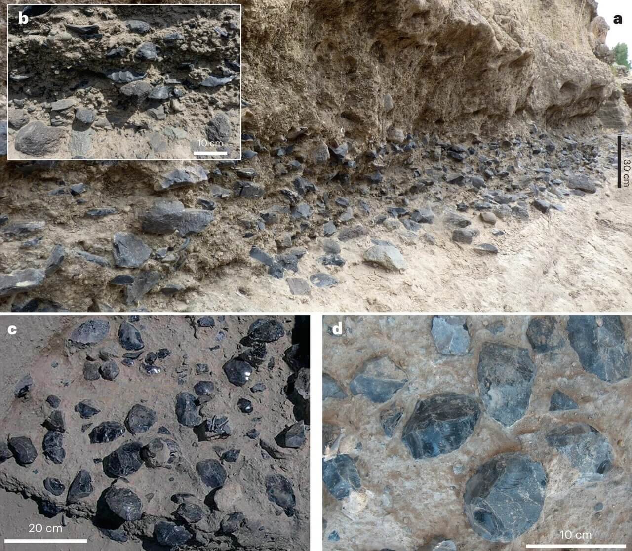 The extensive accumulations of obsidian artefacts in level C. a,b, General view of the level and detail of artefact density along the MS cliff (a) and inset (b). c,d, General view (c) and detail (d) of the artefact concentration (mainly handaxes) in the test pit of 2004. ©Nature Ecology & Evolution (2023).