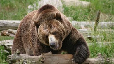 Scientists Stuck Grizzly Bears On Treadmills & Confirmed They Hate Hills As Much As We Do