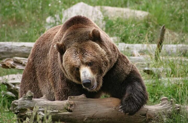 Scientists Stuck Grizzly Bears On Treadmills & Confirmed They Hate Hills As Much As We Do