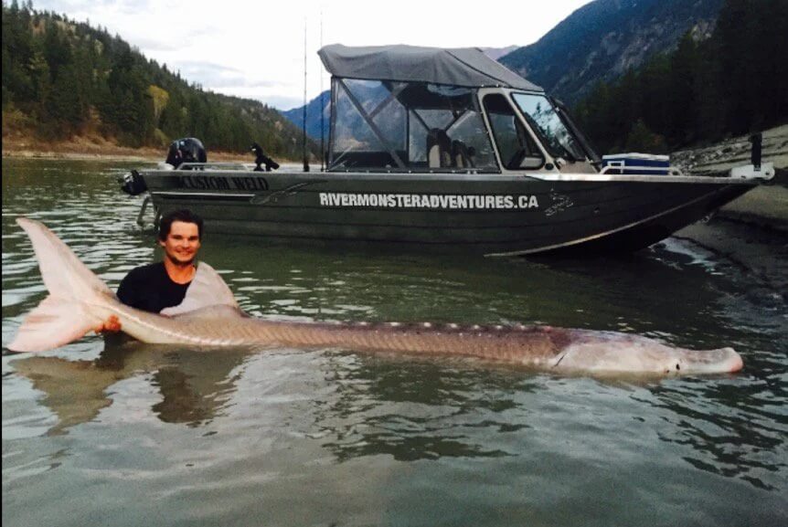 Canadian Fishermen Caught Fabled 650 Pound, Century Old Sturgeon
