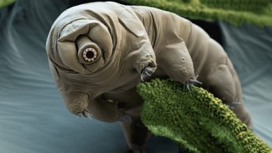 A colour-enhanced microscopic image shows a water bear (Macrobiotus sapiens) in its moss habitat. Photograph by Eye of Science, Science Source