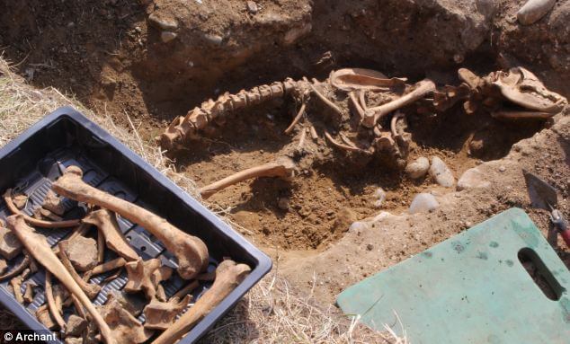 Discovery: These remains of a giant dog were found during a dig among the ruins of Leiston Abbey in Suffolk