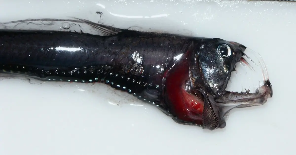 Pacific viperfish. David Csepp, NMFS/AKFSC/ABL