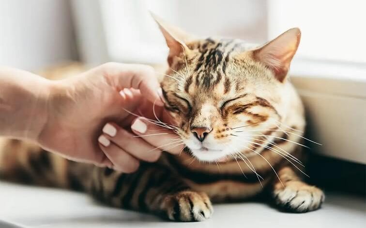 Why Do Cats Purr? Happiness Isn't the Only Reason