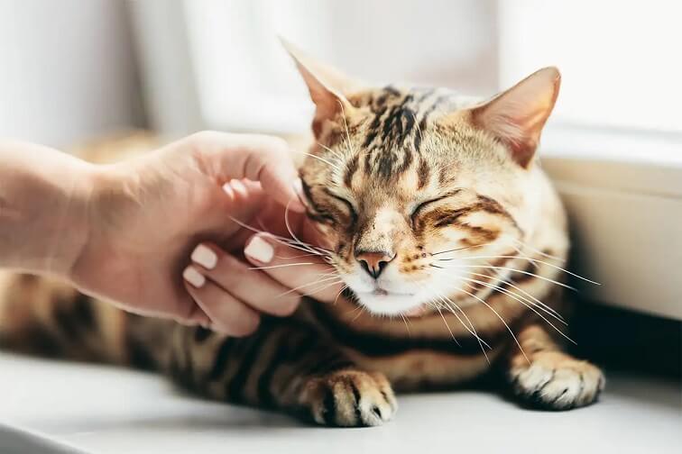Why Do Cats Purr? Happiness Isn't the Only Reason