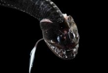 Scientists Find 16 “Ultra-Black” Fish Species That Absorb 99.9% of Light