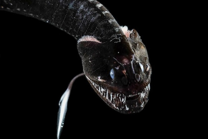 Scientists Find 16 “Ultra-Black” Fish Species That Absorb 99.9% of Light