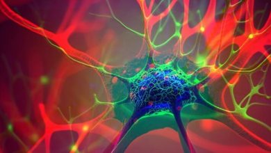 Breakthrough Study Discovers That Psychedelics Breach Our Neurons