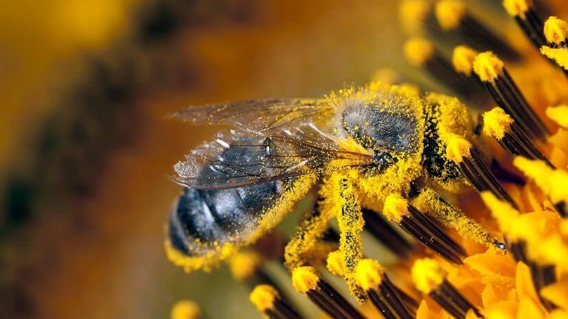Without pollen, which is often spread from plant to plant by bees, there would be no seeds and no fruits. Image Credit: JLGUTIERREZ/GETTY IMAGES