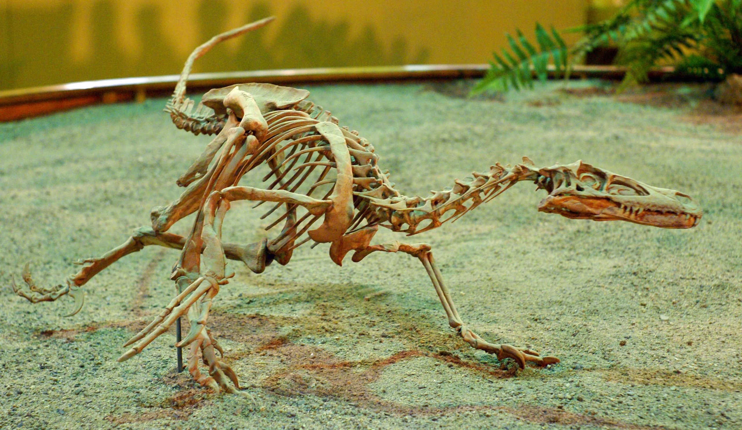 Velociraptor on display at Wyoming Dinosaur Centre