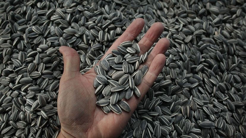 Sunflower seeds can be bought with or without the husks, but part of the fun, as we all know, is spitting out the woody seed coverings as you scarf them down. Peter Macdiarmid/Getty Images