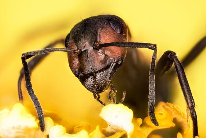 Scientists Train Ants To Sniff Out Cancer In Just 30 Minutes