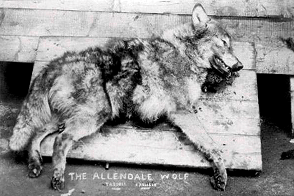 The body of the Hexham wolf, recovered in 1904 (Tassell, Carlisle / Public Domain)