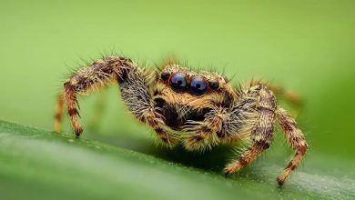 Do We Really Swallow Spiders In Our Sleep?