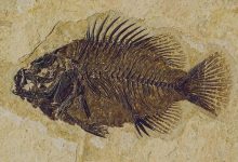 Fossilized Fish Discovered On The High-Altitude Himalayas!