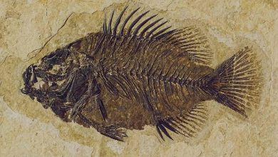 Fossilized Fish Discovered On The High-Altitude Himalayas!