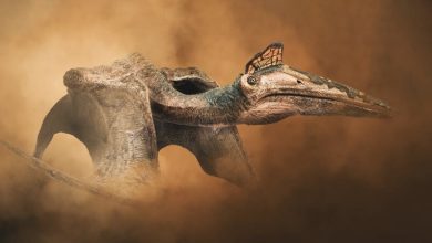 10 Fascinating Facts About Quetzalcoatlus: The Cretaceous Sky Giant