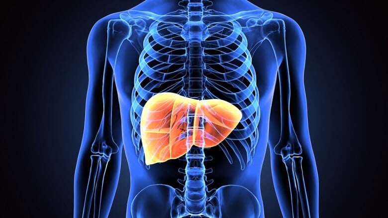 Internal organ: The liver, a vital powerhouse.