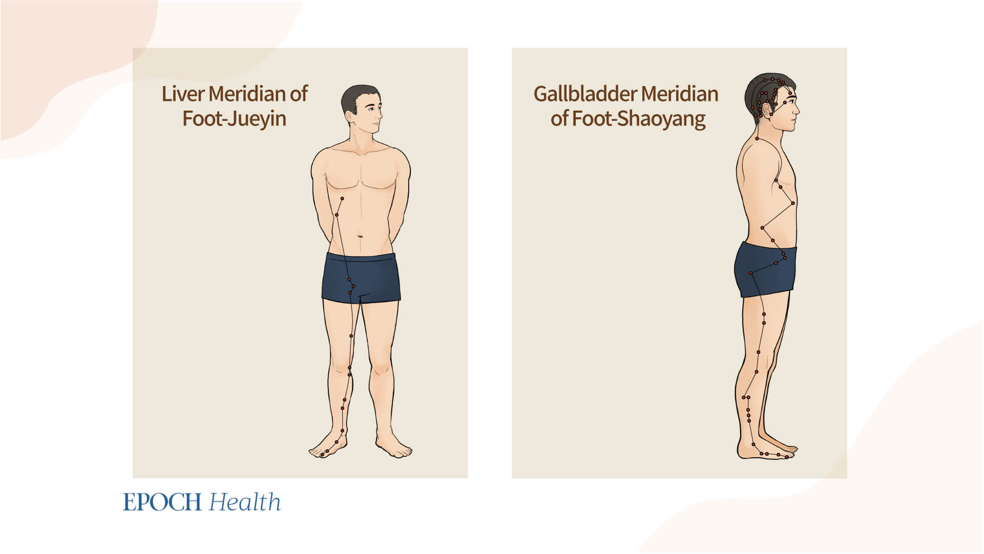 Tapping the liver and gallbladder meridians approximately 100 to 200 times every day can help improve liver and gallbladder function and promote metabolism.