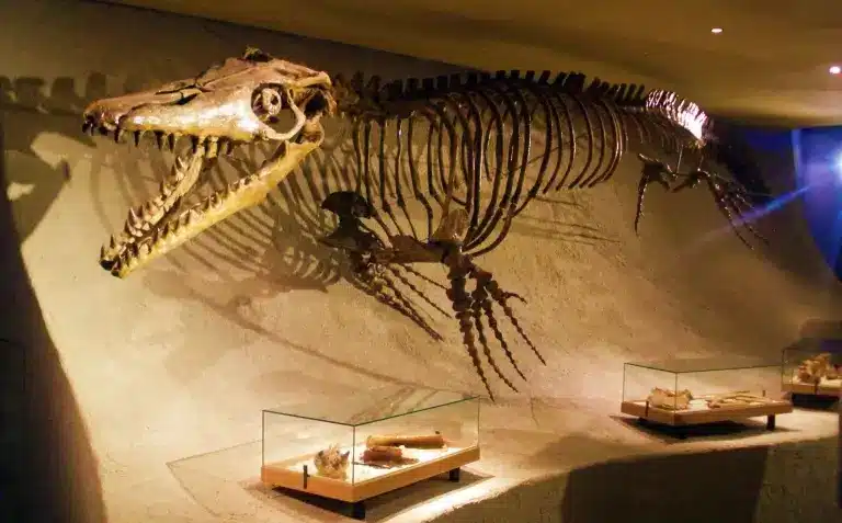 Image of a mosasaurus skeleton.