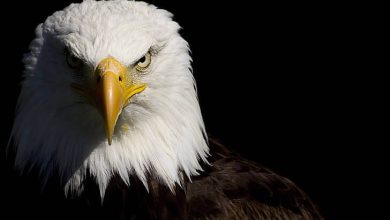Proud symbol of America: the mighty eagle, embodying strength and patriotism.