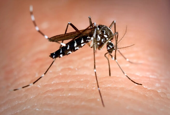 Aedes albopictus mosquito, also known as the tiger mosquito.
