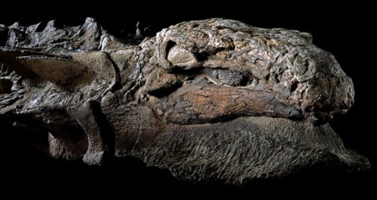 Spectacularly Detailed Armoured Dinosaur ‘Mummy’ Makes Its Debut