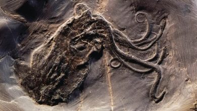 Octopus body shapes diversified widely earlier in evolutionary history than previously thought.