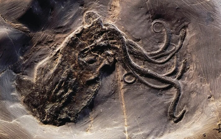 Octopus body shapes diversified widely earlier in evolutionary history than previously thought.