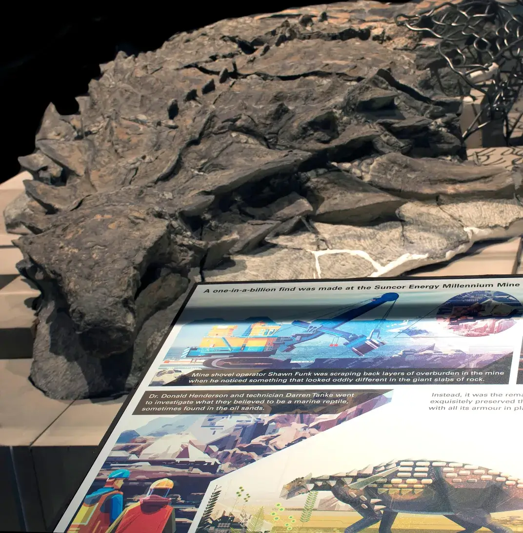 Spectacularly Detailed Armoured Dinosaur ‘Mummy’ Makes Its Debut