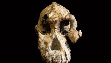 The remarkably complete skull of a human ancestor of the genus Australopithecus fills in some of the gaps in the human evolutionary tree.