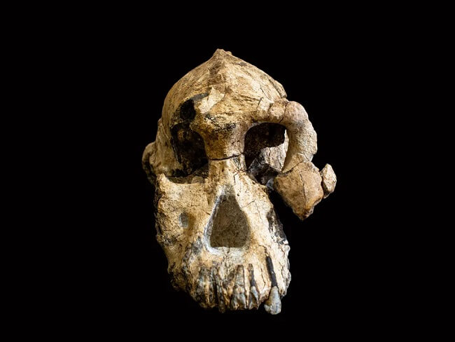 The remarkably complete skull of a human ancestor of the genus Australopithecus fills in some of the gaps in the human evolutionary tree.