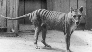 A Tasmanian tiger at the Hobart Zoo in Tasmania. The last known living Tasmanian tiger died at the zoo in 1936.