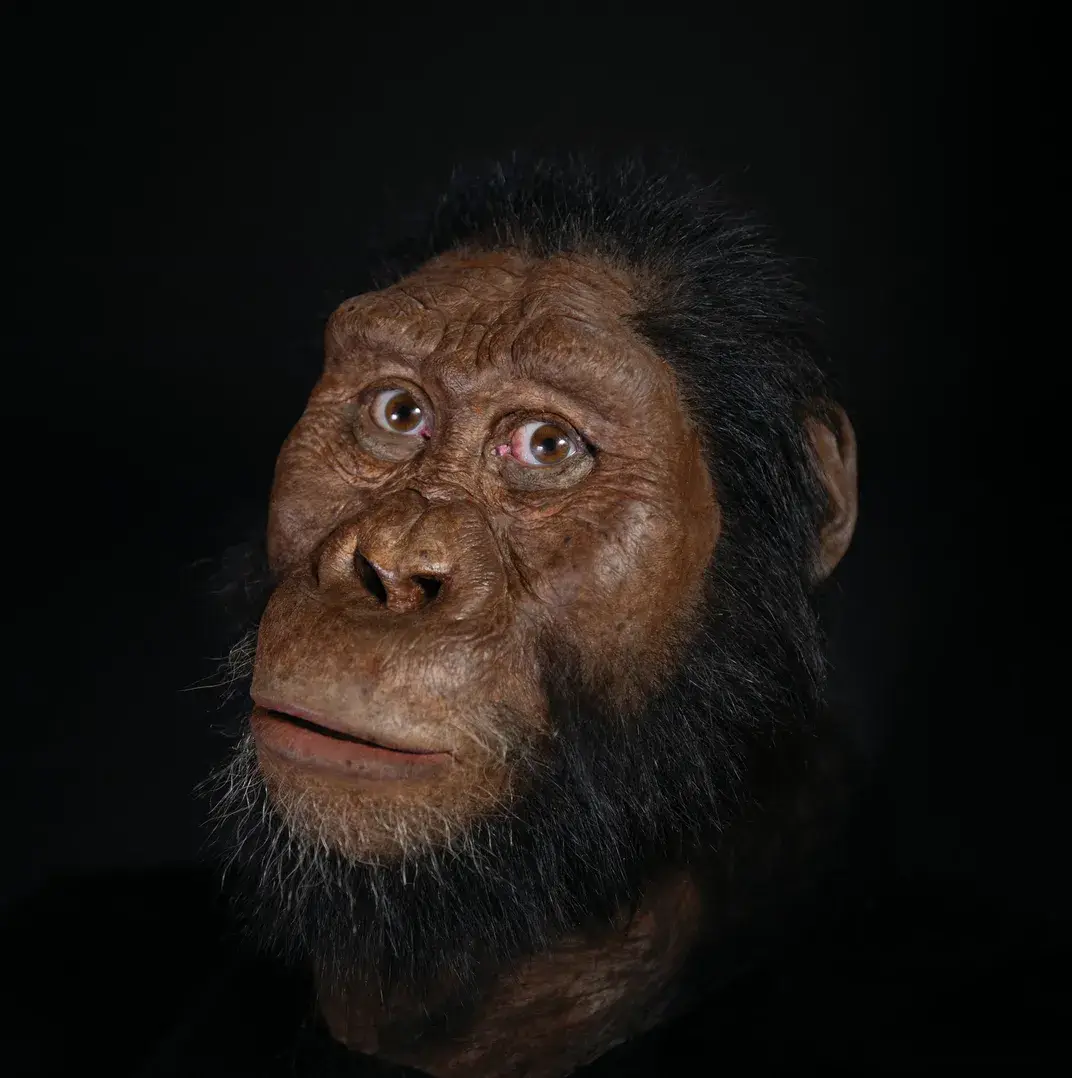 A reconstruction of the facial morphology of the 3.8 million-year-old 'MRD' specimen of Australopithecus anamensis. 