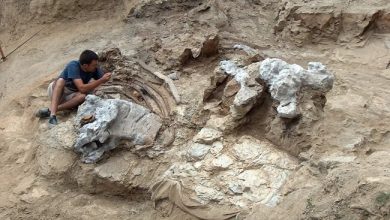 Palaeontologists unearthed the fossilized remains of three individuals, including a pair of nearly complete feet.