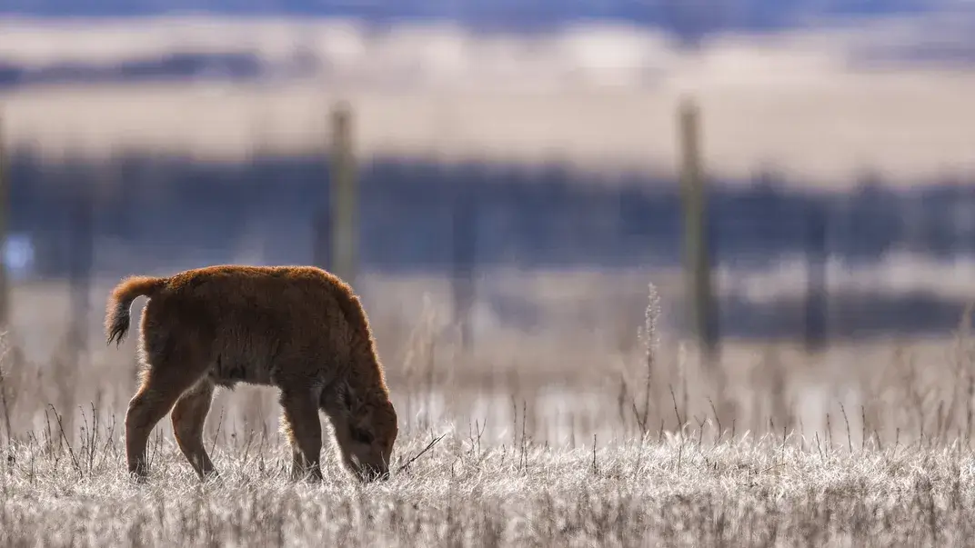 Baby bison in a field at the park Wanuskewin Heritage Park