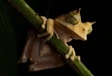 The horned marsupial frog, which carries its eggs in a pouch on its back, lives in the canopy of tropical rainforests.