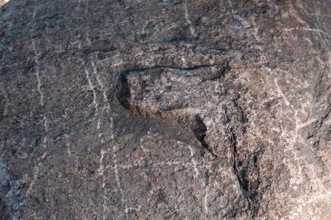 The herd's hooves uncovered four ancient petroglyphs. Wanuskewin Heritage Park